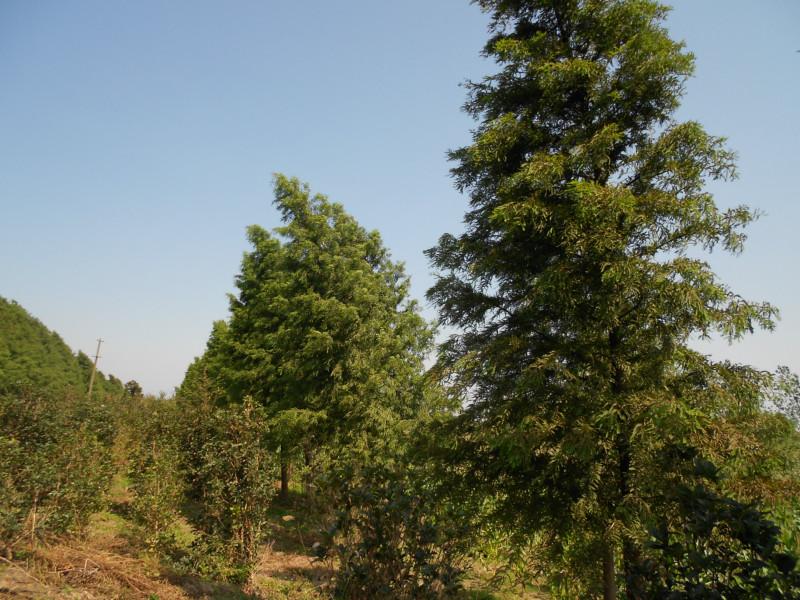 供应云南中山杉应用前景分析，江苏大丰锦林花木合作社中山杉供应商图片