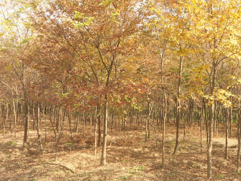 鹽城大豐圖片/鹽城大豐樣板圖 (3)