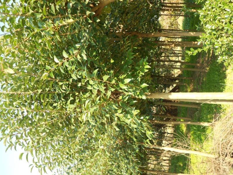 供應(yīng)綠化苗木的前途高桿女貞小苗