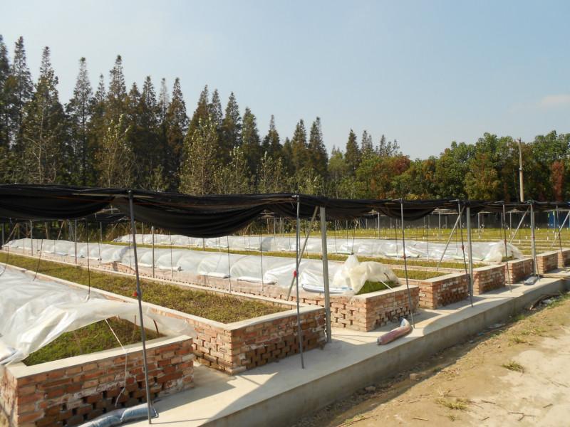 供應(yīng)中山杉苗圃