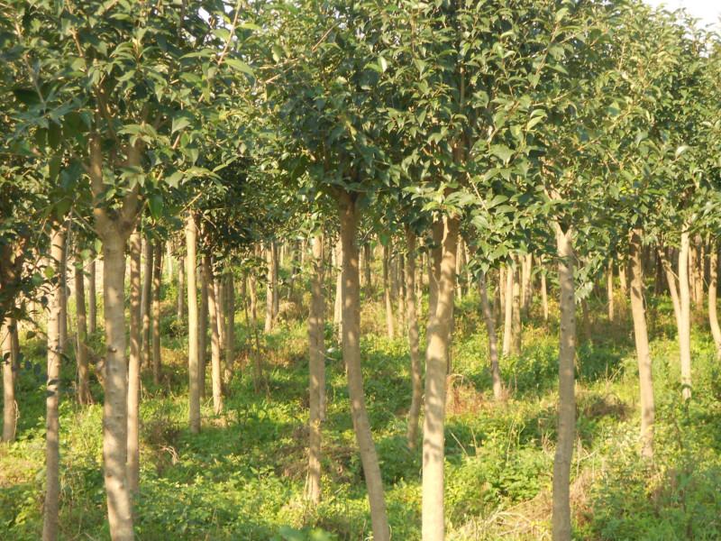 供应盐城银杏树苗种植地，大丰银杏树苗生产基地，江苏哪里银杏最便宜图片