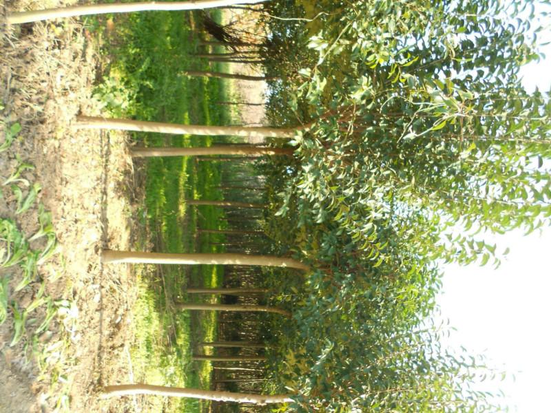 供應(yīng)鹽城大豐枇杷樹病蟲害防止，大豐枇杷樹批發(fā)，鹽城枇杷樹銷售