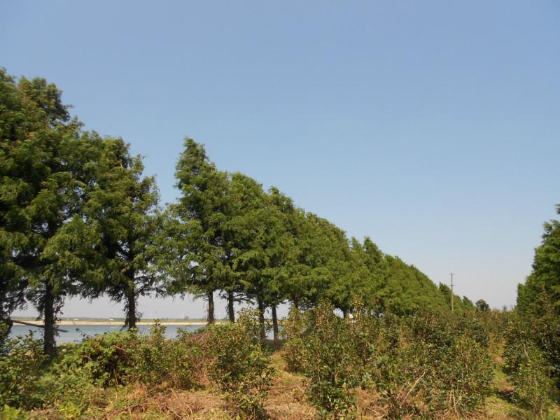 供应合肥中山杉，蚌埠中山杉价格，亳州中山杉批发图片