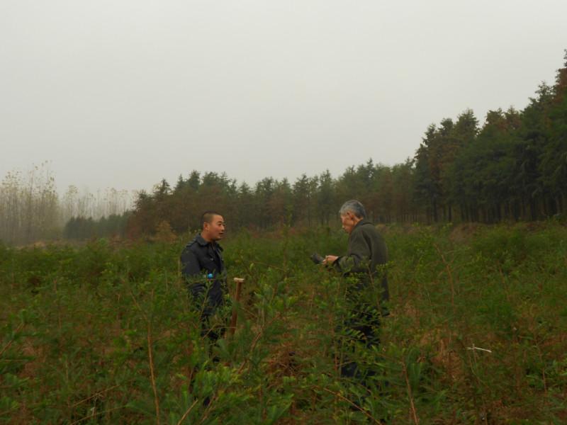 供應江蘇大豐中山杉前景，江蘇大豐中山杉報價，江蘇大豐中山杉苗圃