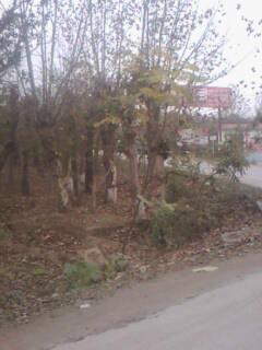 供應(yīng)15公分1年2年冒法桐價格