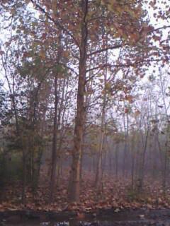 供應(yīng)8至20公分法桐懸鈴木造型法桐價(jià)格