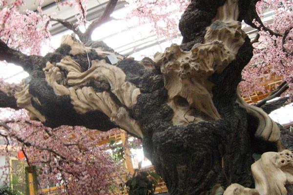 生態(tài)園假樹(shù)圖片/生態(tài)園假樹(shù)樣板圖 (3)